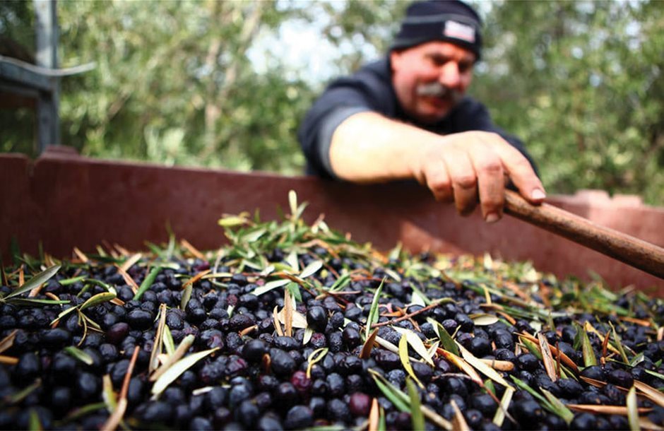 Νέο πρόγραμμα προώθησης ελληνικών βιολογικών επιτραπέζιων ελιών σε Γαλλία και Πολωνία