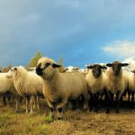 Αναστολή αναγκαστικών μέτρων για πληγέντες κτηνοτρόφους από ευλογιά