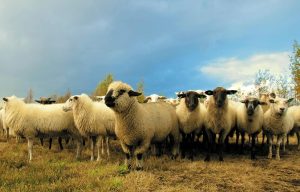 Αναστολή αναγκαστικών μέτρων για πληγέντες κτηνοτρόφους από ευλογιά