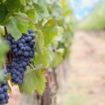 Μέχρι σήμερα η υποβολή δηλώσεων συγκομιδής για τα οινοστάφυλα