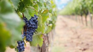 Μέχρι σήμερα η υποβολή δηλώσεων συγκομιδής για τα οινοστάφυλα