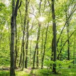 Παράταση ενός έτους στην εφαρμογή του κανονισμού για την αποψίλωση των δασών