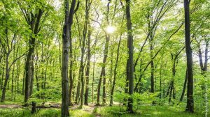 Παράταση ενός έτους στην εφαρμογή του κανονισμού για την αποψίλωση των δασών