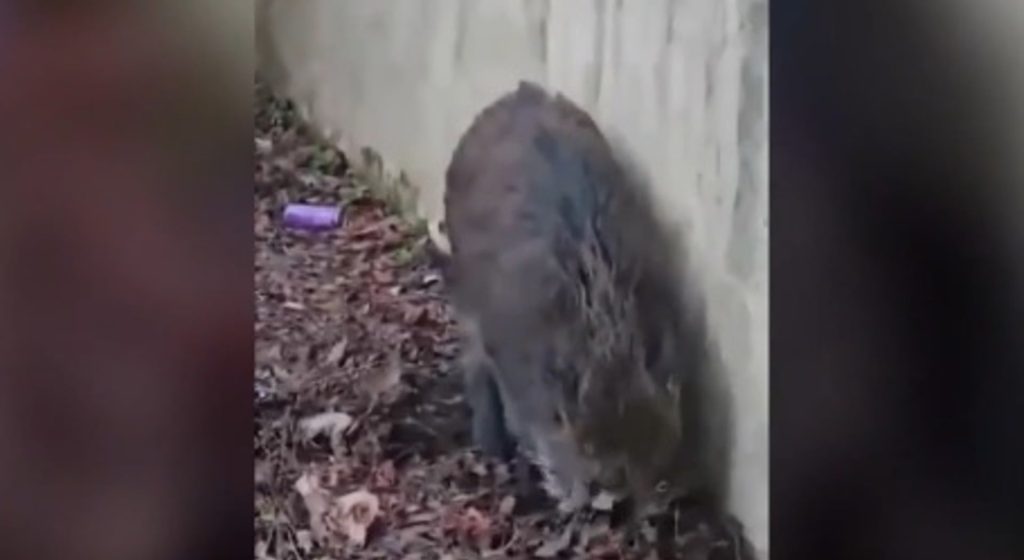 Έυοσμος: Καταδίωξη και σύλληψη αγριογούρουνου από αστυνομικούς