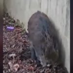 Έυοσμος: Καταδίωξη και σύλληψη αγριογούρουνου από αστυνομικούς