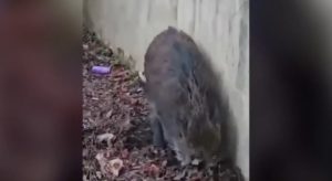 Έυοσμος: Καταδίωξη και σύλληψη αγριογούρουνου από αστυνομικούς