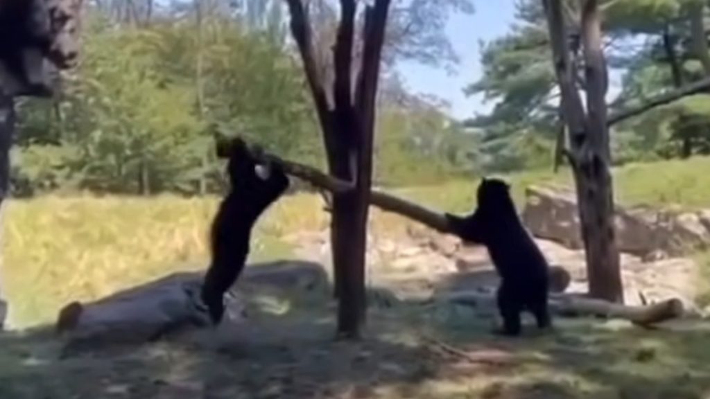 Νέα Υόρκη: Δυο νεαρές αρκούδες «τραμπαλίζονται»