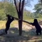 Νέα Υόρκη: Δυο νεαρές αρκούδες «τραμπαλίζονται»