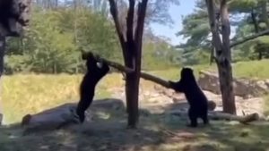 Νέα Υόρκη: Δυο νεαρές αρκούδες «τραμπαλίζονται»