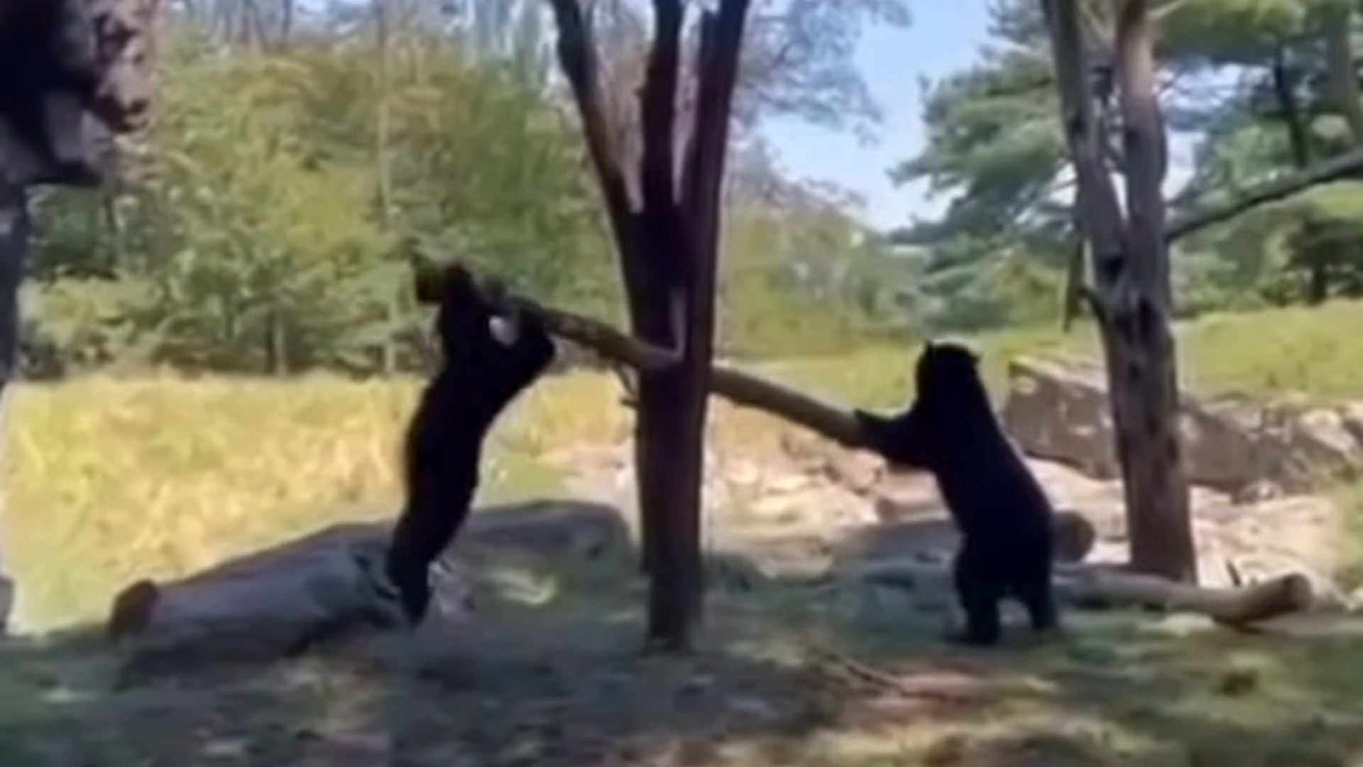 Νέα Υόρκη: Δυο νεαρές αρκούδες «τραμπαλίζονται»