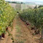 Αυξημένη κατά 40% η παραγωγή σταφυλιών στο Κιλκίς το 2025