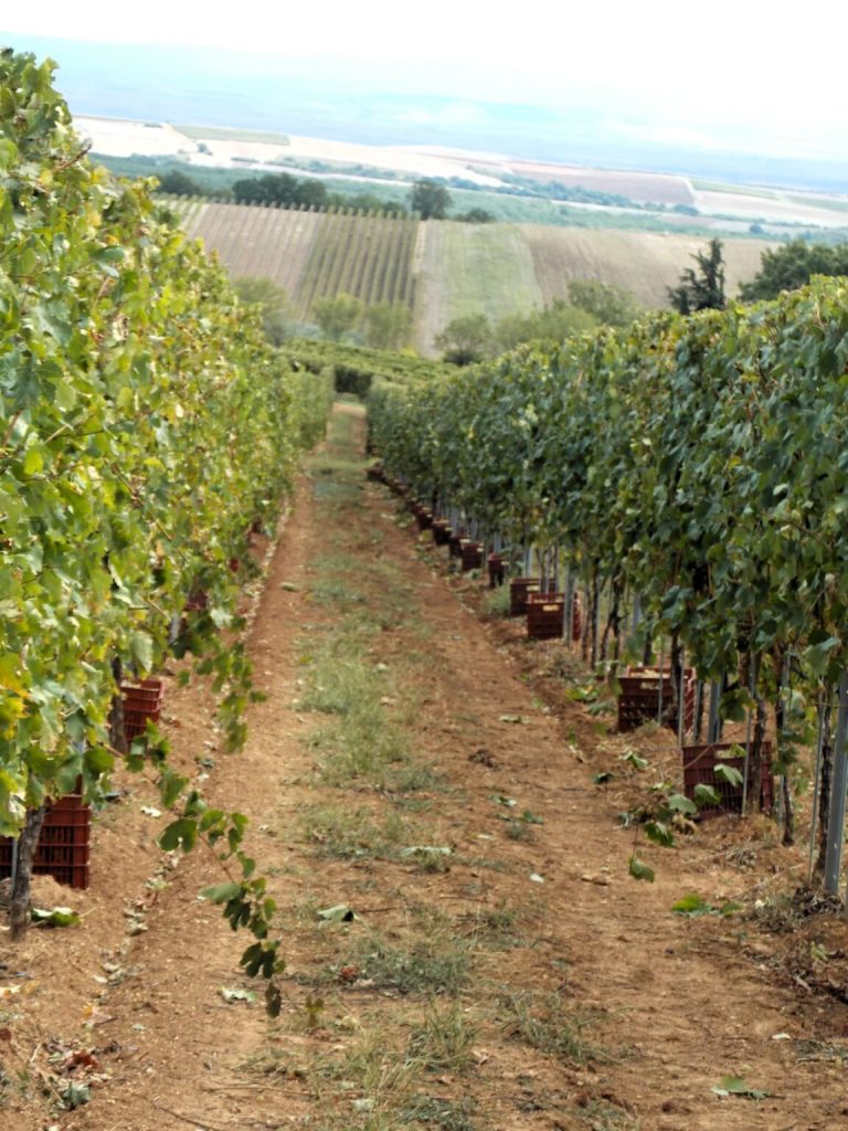 Αυξημένη κατά 40% η παραγωγή σταφυλιών στο Κιλκίς το 2025