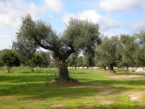 Παρατηρητήριο Τιμών Ελαιολάδου & Επιτραπέζιας Ελιάς (12/12/2025)
