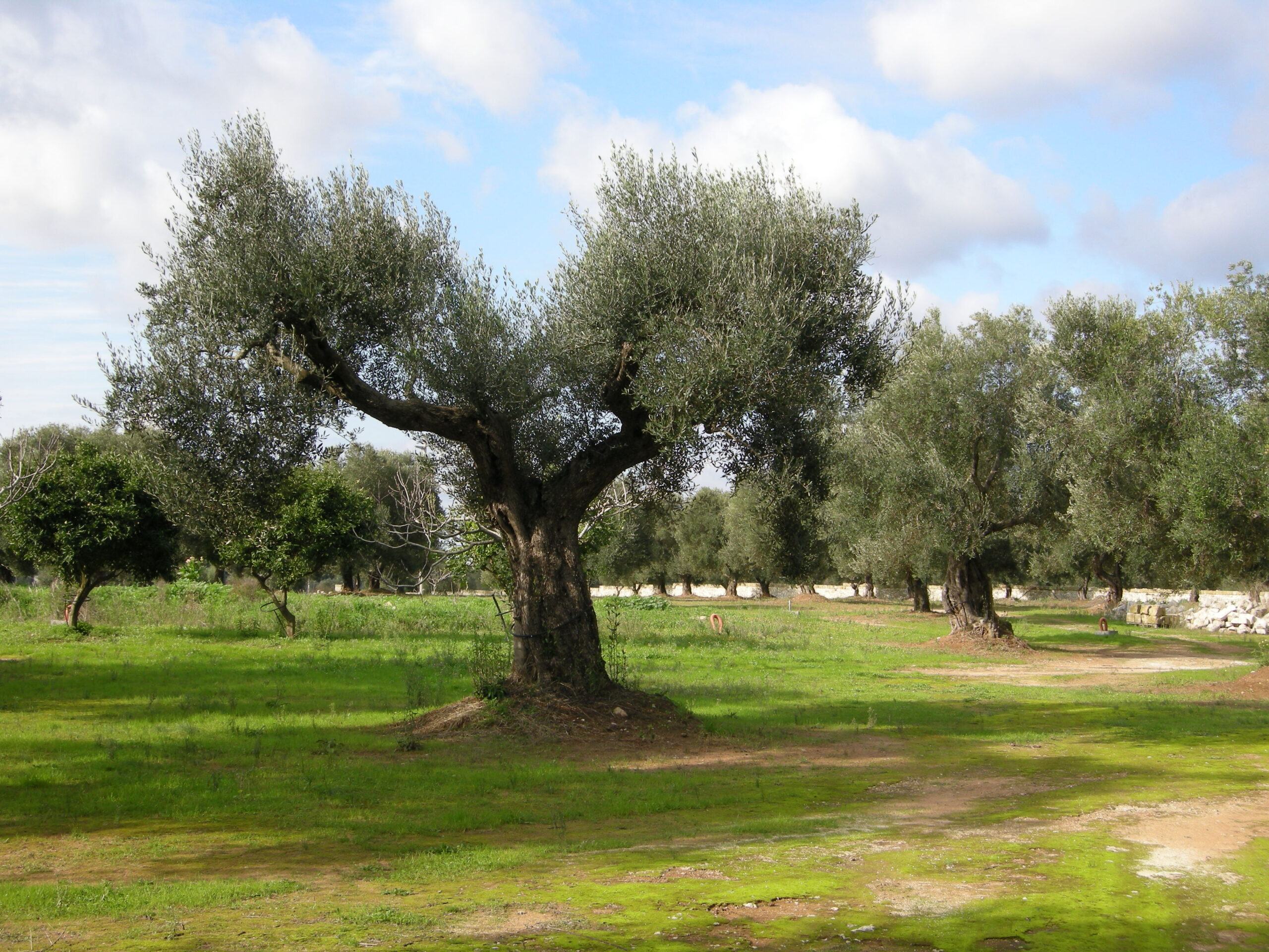 Παρατηρητήριο Τιμών Ελαιολάδου & Επιτραπέζιας Ελιάς (12/12/2025)