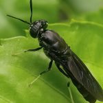 Ένας φτερωτός στρατιώτης στον πόλεμο των αποβλήτων της ελιάς