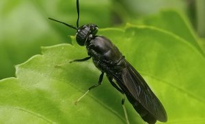Ένας φτερωτός στρατιώτης στον πόλεμο των αποβλήτων της ελιάς
