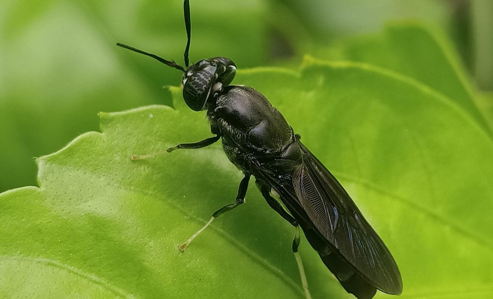 Ένας φτερωτός στρατιώτης στον πόλεμο των αποβλήτων της ελιάς