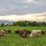 Η Γαλλία ρίχνει το στρατό στη «μάχη» για εμβολιασμό κατά της οζώδους δερματίτιδας