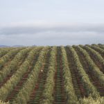 CSIC και Olivérica συμμαχούν για την έρευνα στους ελαιώνες υψηλής πυκνότητας