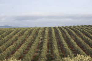 CSIC και Olivérica συμμαχούν για την έρευνα στους ελαιώνες υψηλής πυκνότητας