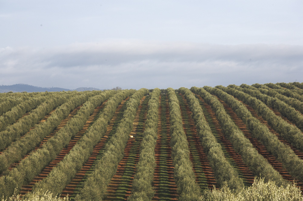 CSIC και Olivérica συμμαχούν για την έρευνα στους ελαιώνες υψηλής πυκνότητας