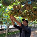 Κομβική η εφαρμογή λιπασμάτων σε πολλές μικρές δόσεις στα ακτινίδια