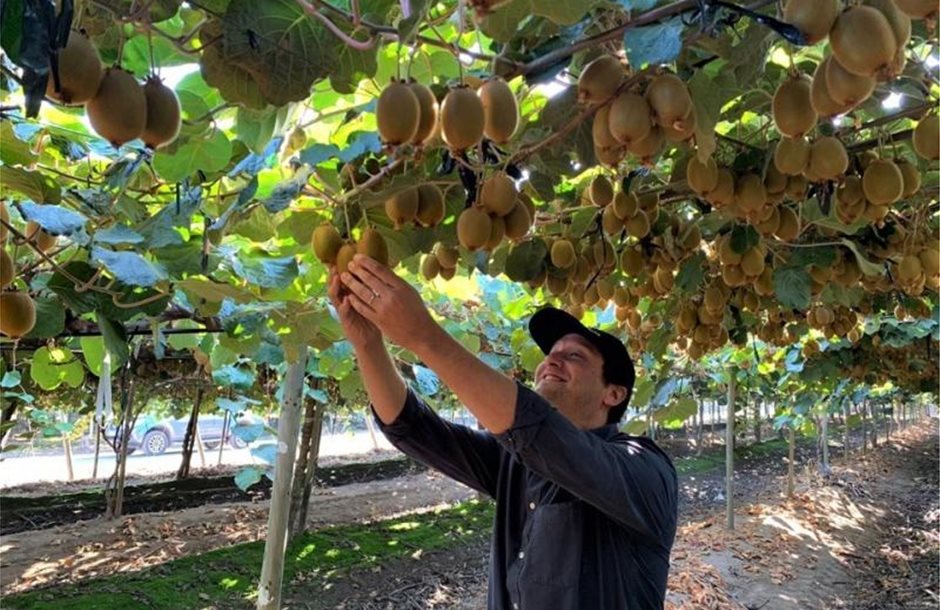 Κομβική η εφαρμογή λιπασμάτων σε πολλές μικρές δόσεις στα ακτινίδια