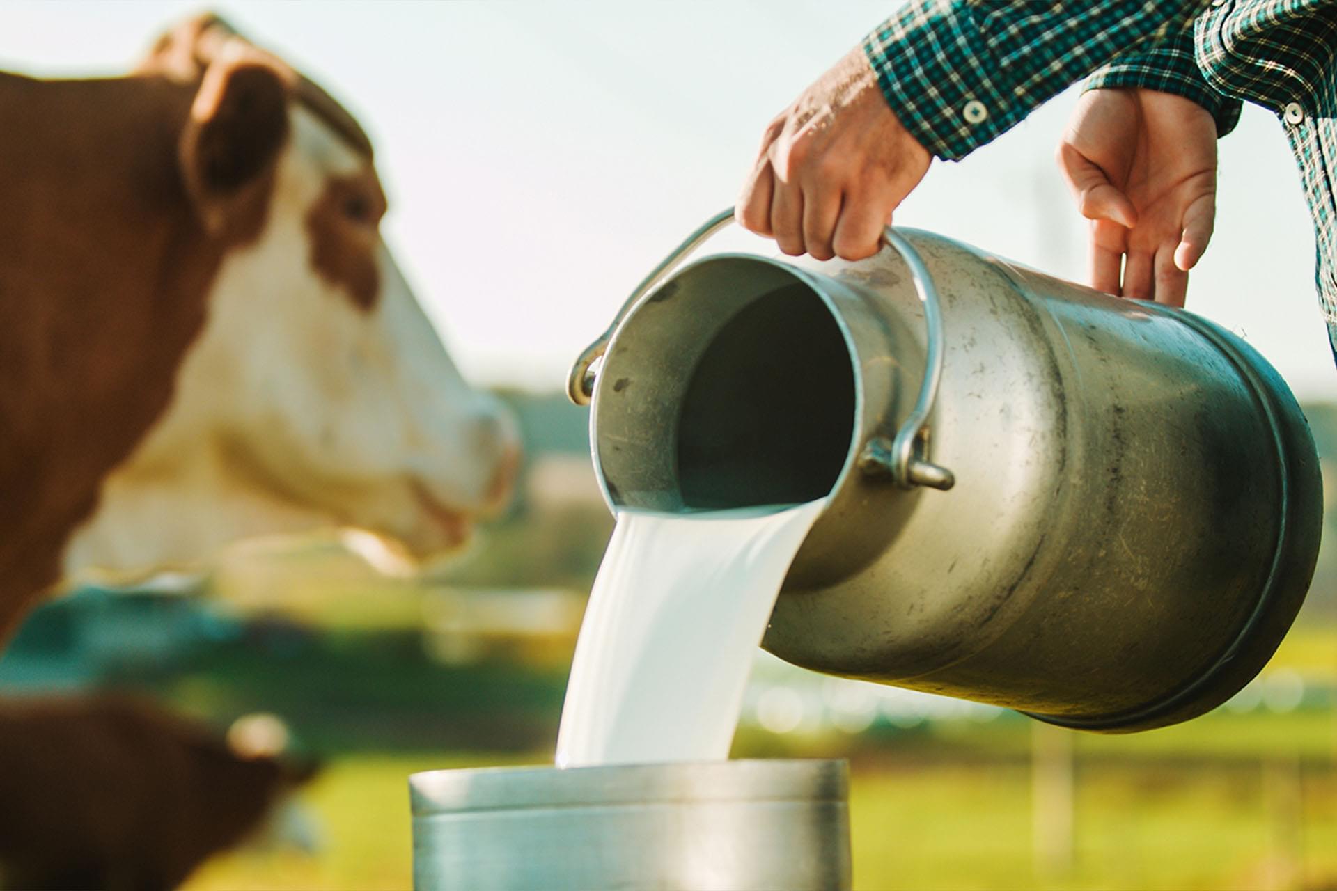 Το «τσουνάμι» παραγωγής γάλακτος στην Ευρωπαϊκή Ένωση φέρνει σημαντική πτώση των τιμών - Τυροκόμος