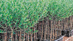 Νέες προσπάθειες για αγροτουρισμό στην Κορινθία