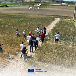 Τα οφέλη των ψυχανθών για την υγεία του εδάφους ανέδειξε το πρόγραμμα Valereco