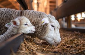 Νέες οδηγίες για διακίνηση ζωοτροφών λόγω ευλογιάς