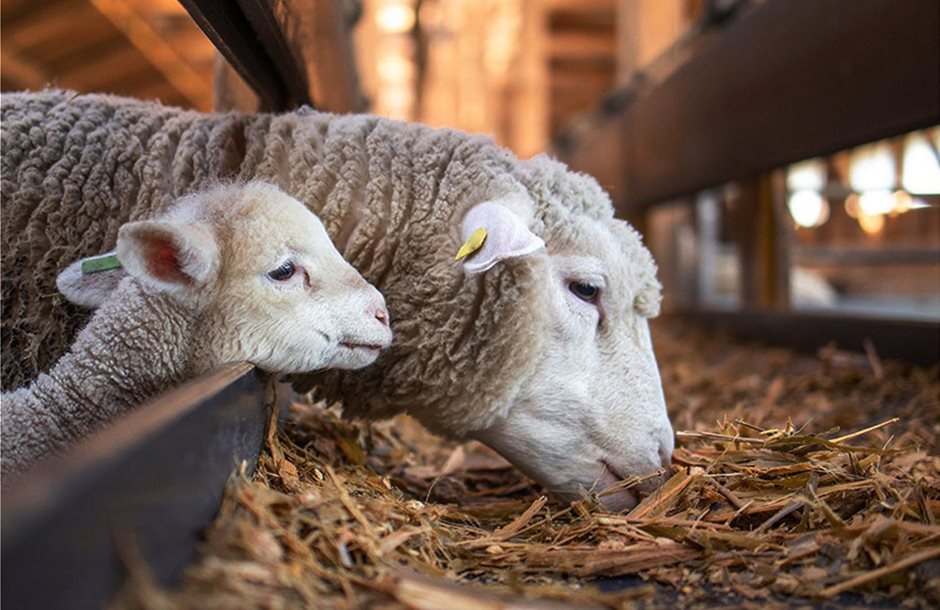 Νέες οδηγίες για διακίνηση ζωοτροφών λόγω ευλογιάς