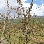 Αγροτεμάχια του πρώην ΕΘΙΑΓΕ παραχωρούνται στην ΠΕ Πέλλας