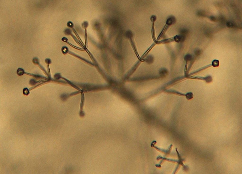 Νέο όπλο κατά της βερτισιλλίωσης