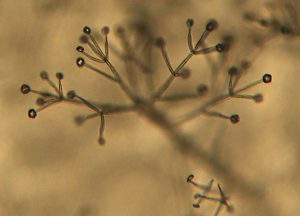 Νέο όπλο κατά της βερτισιλλίωσης