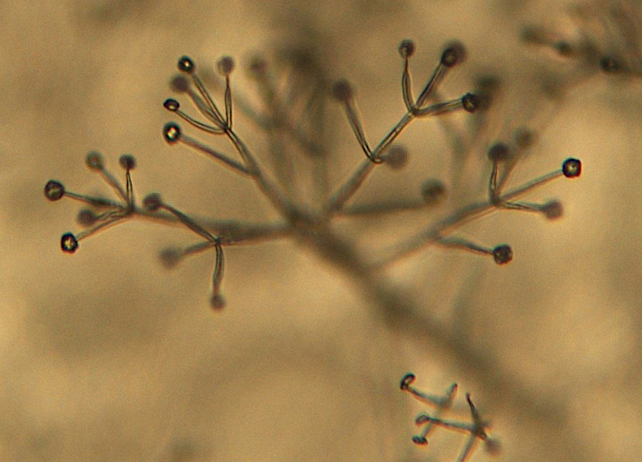 Νέο όπλο κατά της βερτισιλλίωσης