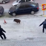 Αστυνομικοί κυνηγάνε αγριογούρουνο σε γειτονιά στον Εύοσμο – Απίστευτες εικόνες