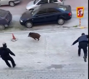 Αστυνομικοί κυνηγάνε αγριογούρουνο σε γειτονιά στον Εύοσμο – Απίστευτες εικόνες