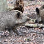 Στους 29 οι αγριόχοιροι που πέθαναν από αφρικανική πανώλη στην περιοχή της Βαρκελώνης