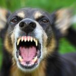 Σοκ στην Ζάκυνθο: Θανατηφόρα επίθεση σκύλου σε παιδί δύο ετών