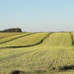 Οφειλές αντί ενισχύσεων: Το ΠΑΣΟΚ καταγγέλλει τον κ. Μητσοτάκη για «μισό δισ. ευρώ» που χρωστά στους αγρότες από πέρυσι