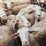 Στη Διαύγεια η απόφαση για αποζημιώσεις κτηνοτρόφων ύψους 28,5 εκατ. ευρώ