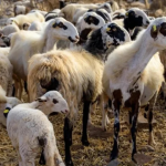 Τρεις νέους απολυμαντικούς σταθμούς για ευλογιά δημιούργησε η Περιφέρεια ΑΜΘ στη Ροδόπη