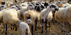 Τρεις νέους απολυμαντικούς σταθμούς για ευλογιά δημιούργησε η Περιφέρεια ΑΜΘ στη Ροδόπη