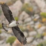 Μνημείο αυθαιρεσίας και οι νέες πληρωμές, δεν πιστώθηκαν ευρώ μεγάλοι καλλιεργητές και εκπρόθεσμα ΟΣΔΕ