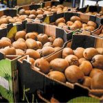 Τα ακτινίδια στο επίκεντρο ημερίδας του Δήμου Δίου-Ολύμπου