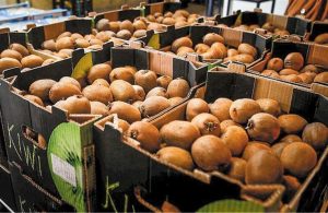 Τα ακτινίδια στο επίκεντρο ημερίδας του Δήμου Δίου-Ολύμπου