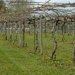 Βασική προϋπόθεση για την ανάπτυξη της ακτινιδιάς η καλή στράγγιση του εδάφους