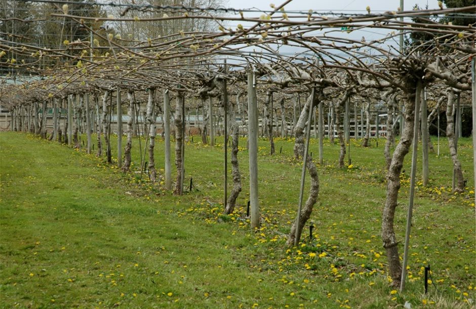 Βασική προϋπόθεση για την ανάπτυξη της ακτινιδιάς η καλή στράγγιση του εδάφους