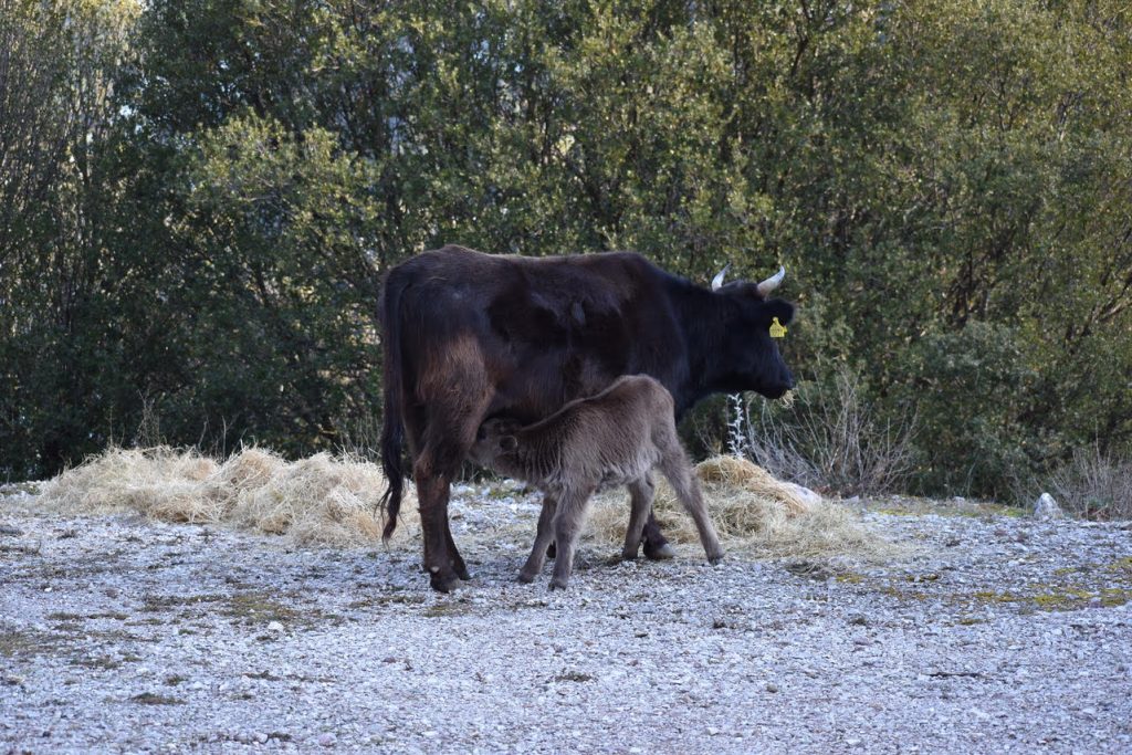eeevfv-i-diacheirisi-ton-aftochthonon-fylon-agrotikon-zoon-ena-thesmiko-adiexodo-pou-apaitei-amesi-politiki-lysi-194026